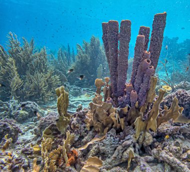 Callyspongia ,Cladochalina, aculeata, commonly known as the branching vase sponge is a species of sea sponge in the family Callyspongiidae off the coast of Bonaire clipart