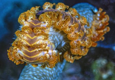 Hermodice carunculata, Amphinomidae familyasına ait bir tür deniz solucanı türüdür.