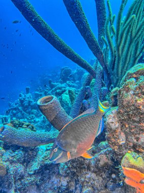 Callyspongia ya da Cladochalina, Bonaire kıyısında Callyspongiidae familyasından bir sünger türüdür.