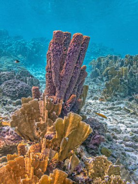 Callyspongia ,Cladochalina, aculeata, commonly known as the branching vase sponge is a species of sea sponge in the family Callyspongiidae off the coast of Bonaire clipart