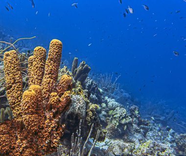 Bonaire adasının kıyısındaki Karayip mercan resifleri