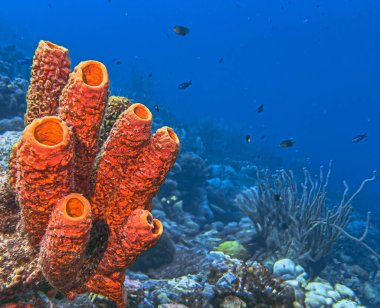 Caribbean coral reef off the coast of the island of Bonaire clipart