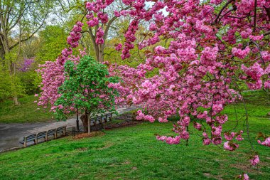 Baharın erken saatlerinde Central PArk