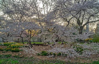 Central PArk in spring in the early morning clipart