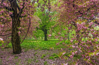 Baharın erken saatlerinde Central PArk