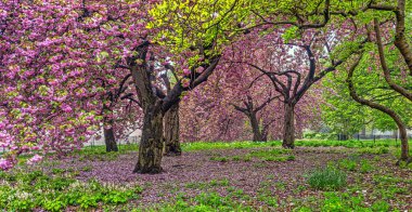 Baharın erken saatlerinde Central PArk