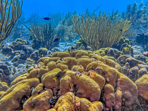 Bonaire adasının kıyısındaki Karayip mercan resifleri