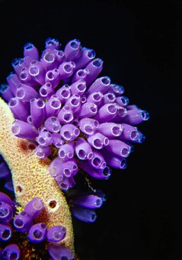 Tunicate, Tunicata familyasından bir deniz omurgasız hayvanıdır. Bu Chordata 'nın bir parçası, bir fillum..