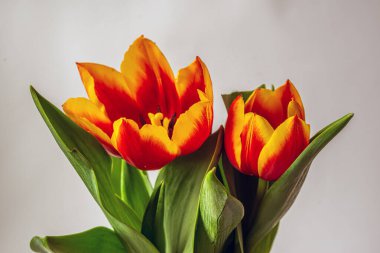 Laleler, Tulipa, bahar çiçekleri açan, uzun ömürlü bir bitkisel jeofit cinsidir. 