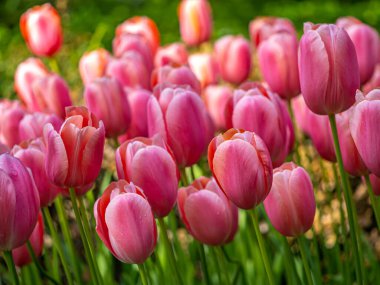 Laleler, Tulipa, bahar çiçekleri açan, uzun ömürlü bir bitkisel jeofit cinsidir. 