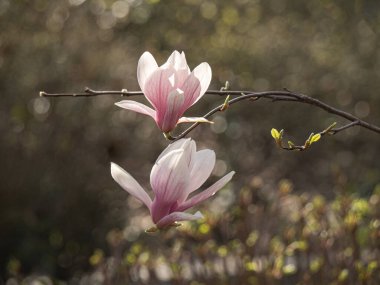 Baharda manolya ağacı