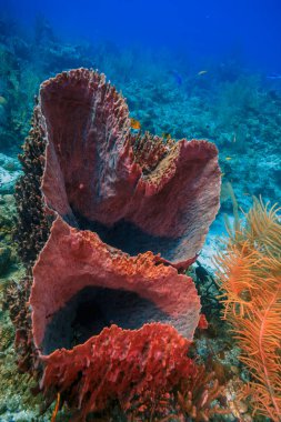 giant barrel sponge,Xestospongia muta is the largest species of sponge found growing on Caribbean coral reefs clipart