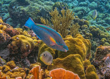 foureye butterflyfish,Chaetodon capistratus is a butterflyfish, family Chaetodontidae.  clipart