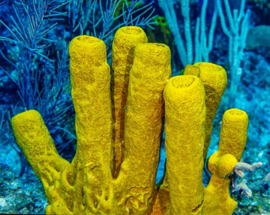 Aplysina fistularis, also known as the yellow tube sponge is a species of sea sponge in the order Verongiida. clipart