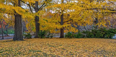 Central Park, New York Sonbaharın sonlarında sabahın erken saatlerinde