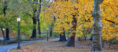 Central Park, New York Sonbaharın sonlarında sabahın erken saatlerinde