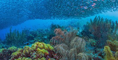 Baitball 'la Bonaire açıklarındaki Karayip mercan resifi Bekarlar Cenneti' nde.