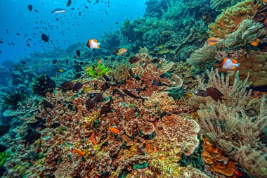 Kuzey Sulawesi açıklarındaki Güney Pasifik 'teki mercan kayalıkları.
