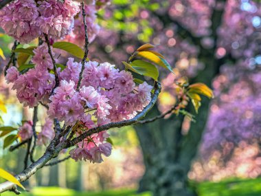 Baharın başlarında New York Central Park 'ta çiçek açan Japon kiraz ağacı.