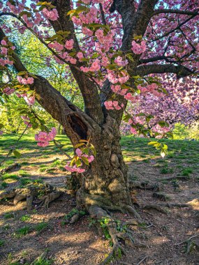 Baharın başlarında New York Central Park 'ta çiçek açan Japon kiraz ağacı.