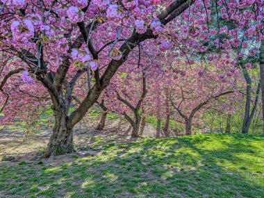 Baharın başlarında New York Central Park 'ta çiçek açan Japon kiraz ağacı.
