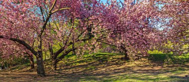 Baharın başlarında New York Central Park 'ta çiçek açan Japon kiraz ağacı.