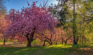 Baharın başlarında New York Central Park 'ta çiçek açan Japon kiraz ağacı.