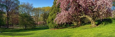 Baharın başlarında New York Central Park 'ta çiçek açan Japon kiraz ağacı.