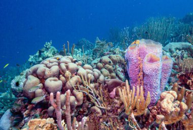 Caribbean coral reef off the coast of the island of Bonaire clipart