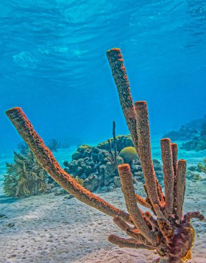 Caribbean coral reef off the coast of the island of Bonaire clipart