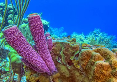 Bonaire adasının kıyısındaki Karayip mercan resifleri