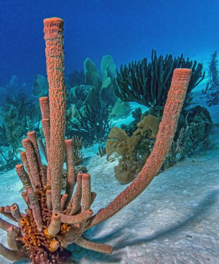 Bonaire adasının kıyısındaki Karayip mercan resifleri