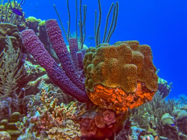 Caribbean coral reef off the coast of the island of Bonaire clipart