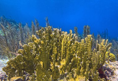 Caribbean coral reef off the coast of the island of Bonaire clipart