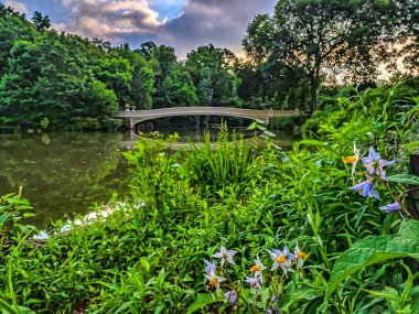 Köprü, Central Park, New York Yazın erken saatlerinde