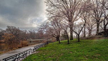 Baharda Central Park 'ta, New York City' de ilkbaharın başlarında, sabahın erken saatlerinde köprüde.