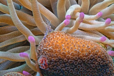 Ancylomenes pedersoni, bazen Pederson karidesi olarak da bilinir.