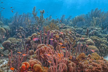 Bonaire adasının kıyısındaki Karayip mercan resifleri