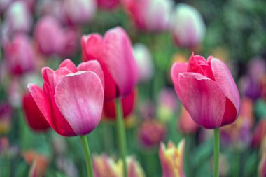 Laleler, Tulipa, Central Park 'ta ilkbaharın başlarında açan, uzun ömürlü otçul jeofitler cinsidir.