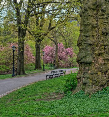 Central Park 'ta bahar, New York