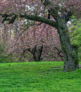 Central Park 'ta bahar, New York