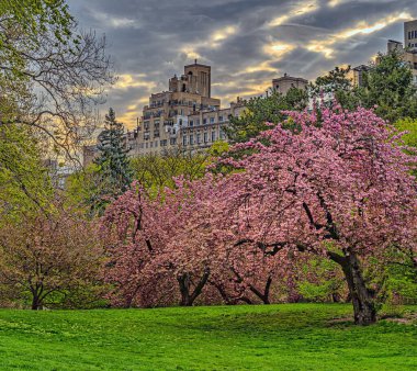 Central Park 'ta bahar, New York' ta, sabah kiraz ağaçları çiçek açarken