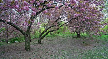 Central Park 'ta bahar, New York