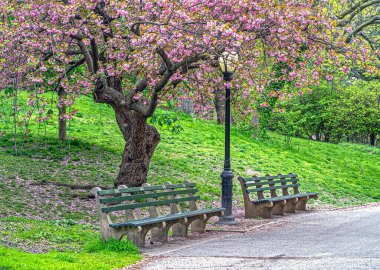 Central Park 'ta bahar, New York' ta çiçek açan kiraz ağaçları