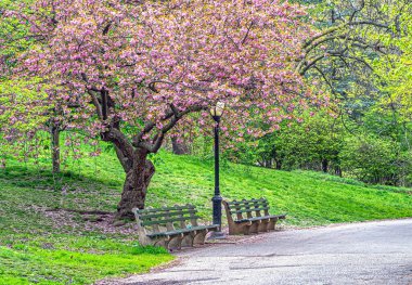 Central Park 'ta bahar, New York' ta çiçek açan kiraz ağaçları