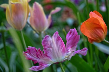 Laleler, Tulipa, bahar çiçekleri açan, uzun ömürlü bir bitkisel jeofit cinsidir. 