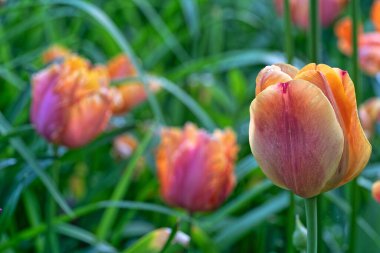 Laleler, Tulipa, bahar çiçekleri açan, uzun ömürlü bir bitkisel jeofit cinsidir. 