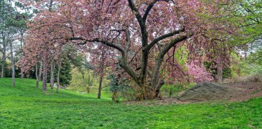 Central Park 'ta bahar, New York