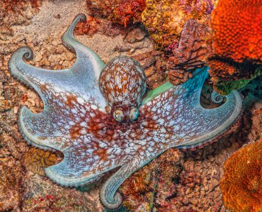 Karayip resif ahtapotu, Ahtapot Briareus, mercan resiflerindeki bir deniz hayvanıdır..