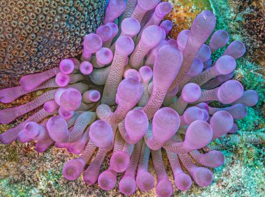 Deniz şakayıkları, Aktiniaria takımının yırtıcı hayvanlarından oluşan bir gruptur. Onlara anemonun adını vermişler.